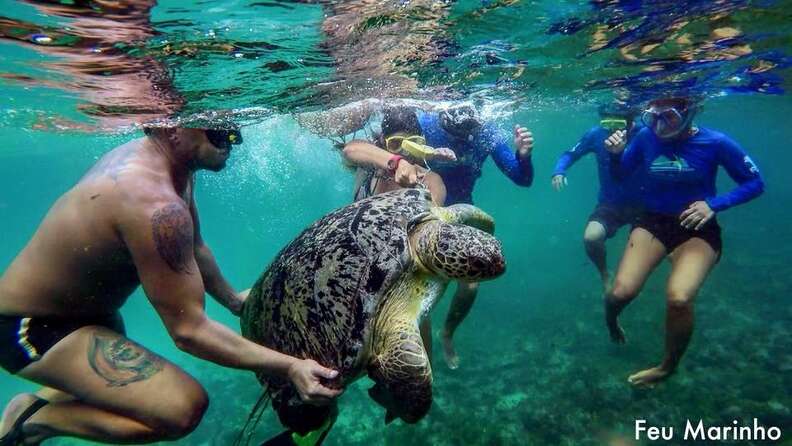 friends rescue sea turtle