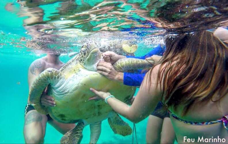 friends rescue sea turtle