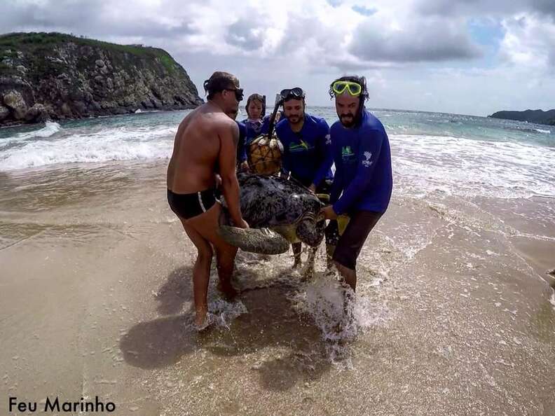 friends rescue sea turtle