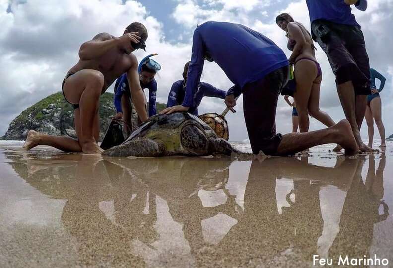 friends rescue sea turtle