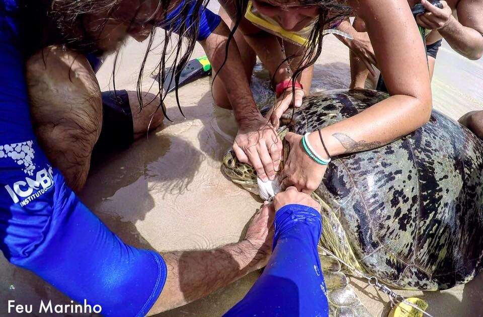 friends rescue sea turtle