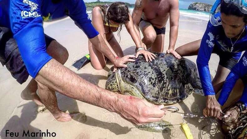 friends rescue sea turtle