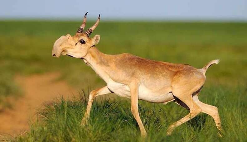 Animals that deals look like deer