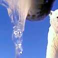Scientists Attach Cameras To Polar Bears