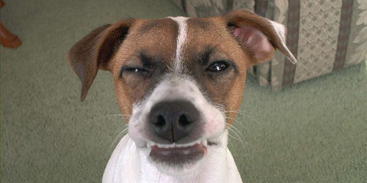 5 Dogs Whose Lips Are Stuck To Their Teeth The Dodo