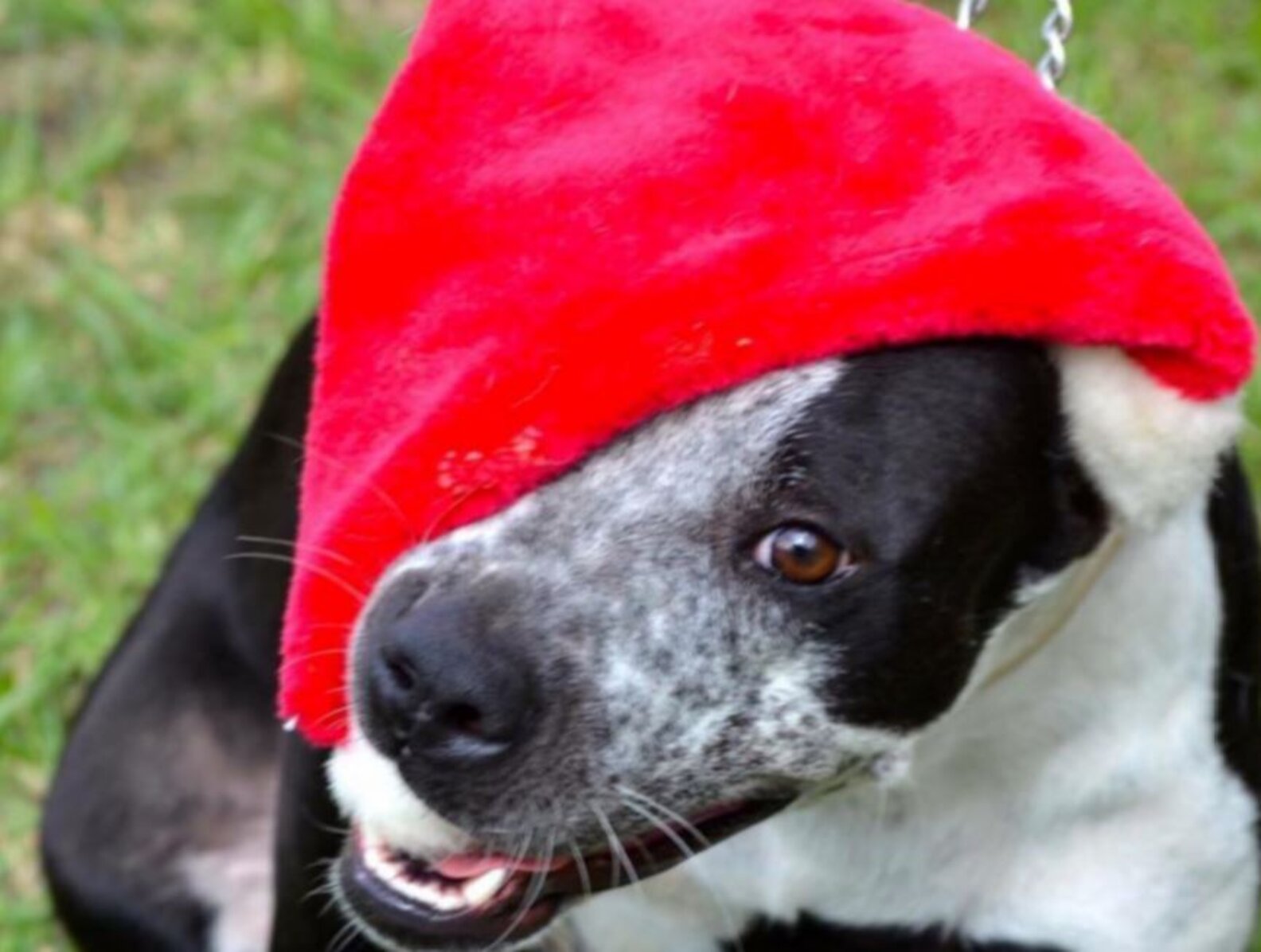 Dog Has Been In Shelter So Long, She Just Hides Under Her Bed The Dodo
