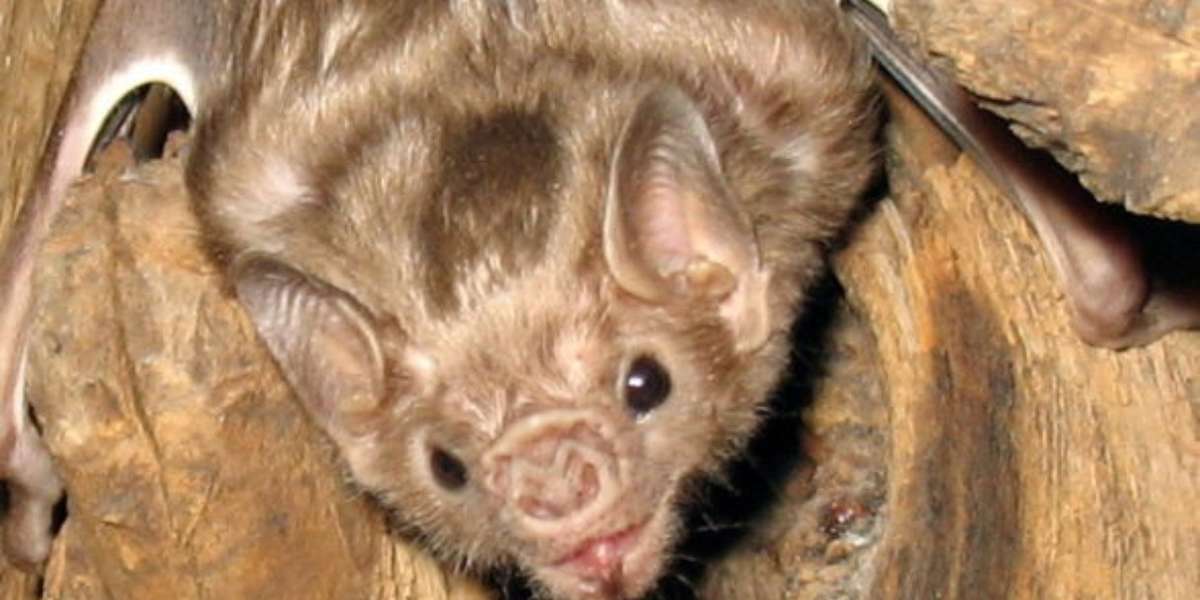 6 Reasons You Should Be Totally Into Vampire Bats - The Dodo