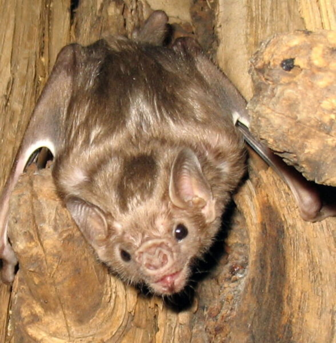 6 Reasons You Should Be Totally Into Vampire Bats The Dodo