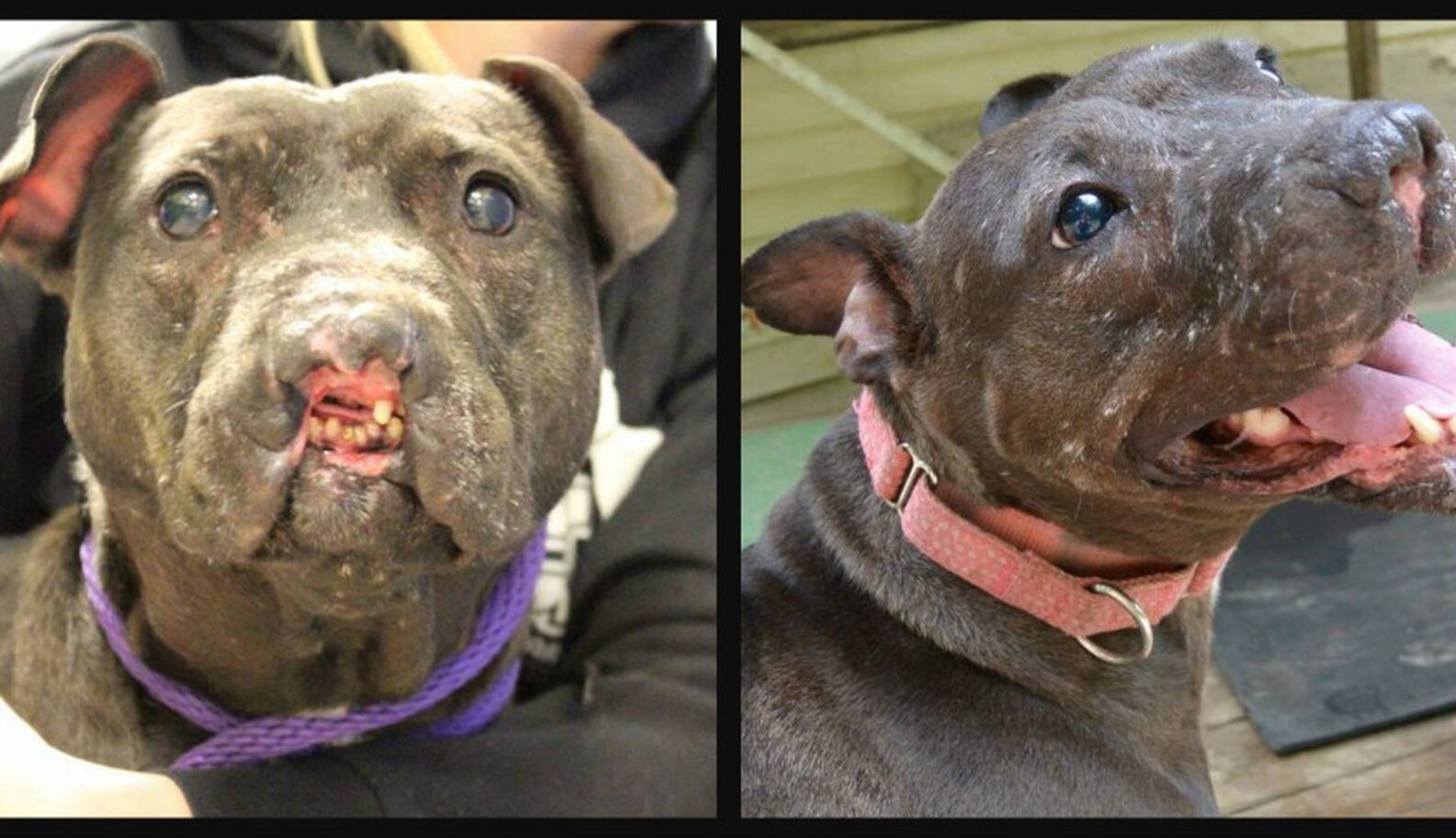 Dog With Missing Nose Is Now Blind — But Still Wants To Explore The