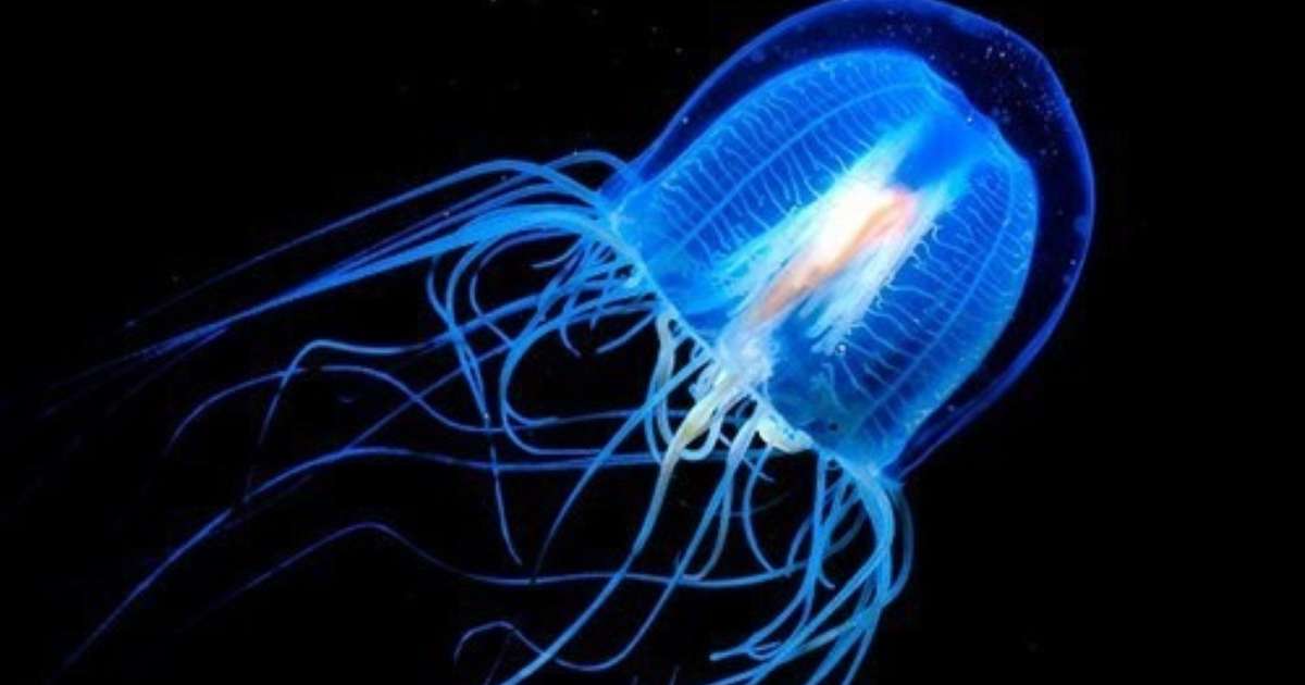 Get Live Forever Baby Immortal Jellyfish Images