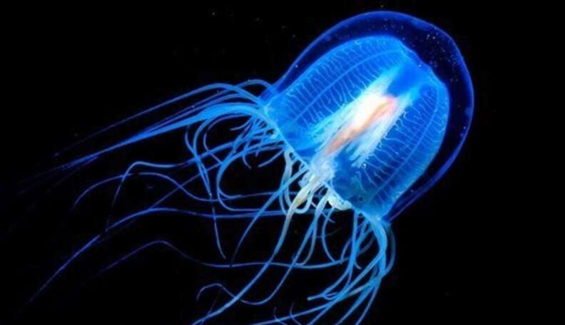 Immortal Jellyfish: Can They Really Live Forever? - The Dodo