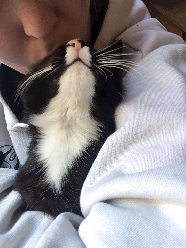 Elsa the "velcro cat" with her mom