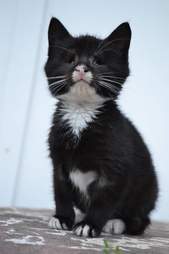 Elsa as a young kitten