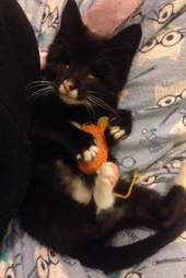 Elsa the blind kitten playing with a toy