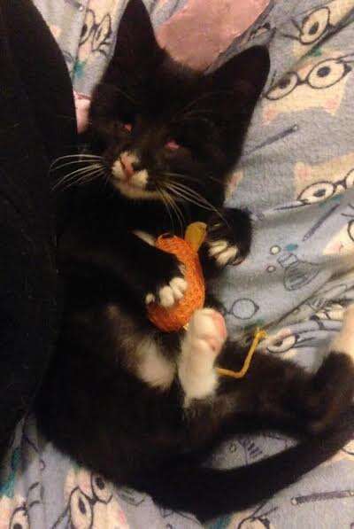 Elsa the blind kitten playing with a toy