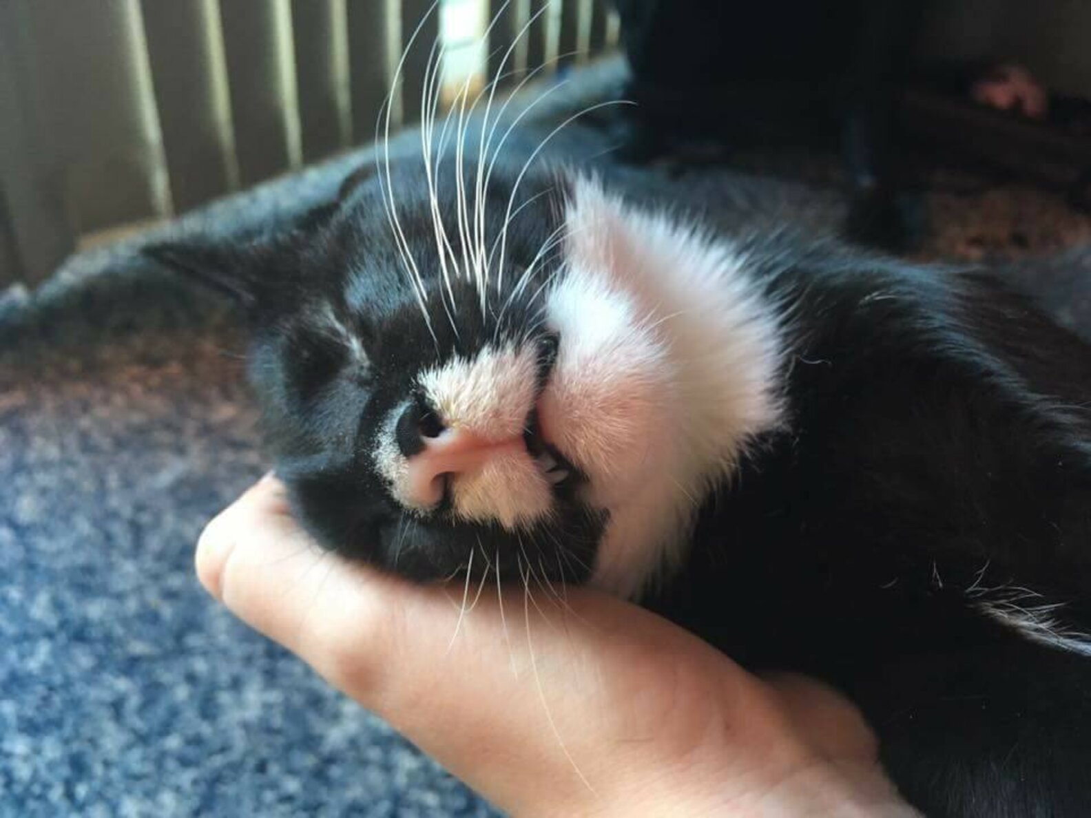 Blind Kitten Named 'Velcro Cat' Cuddles With His Mom The Dodo
