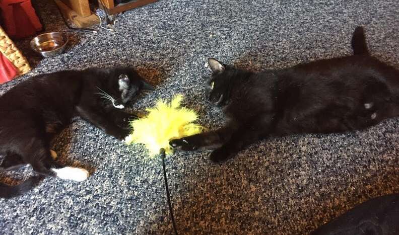 Elsa and another cat playing with a toy
