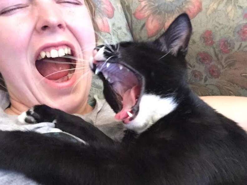 Elsa the kitten and her mom both yawning