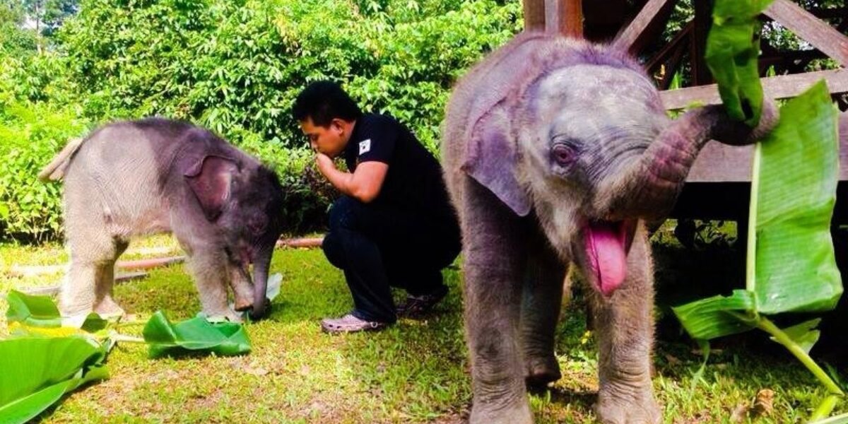 Lost Baby Elephants In Safe Hands As Rescuers Race To Find Their Parents -  The Dodo