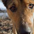 After Gunmen Attack, Ukrainian Shelter Courageously Fights For Life Of Dog