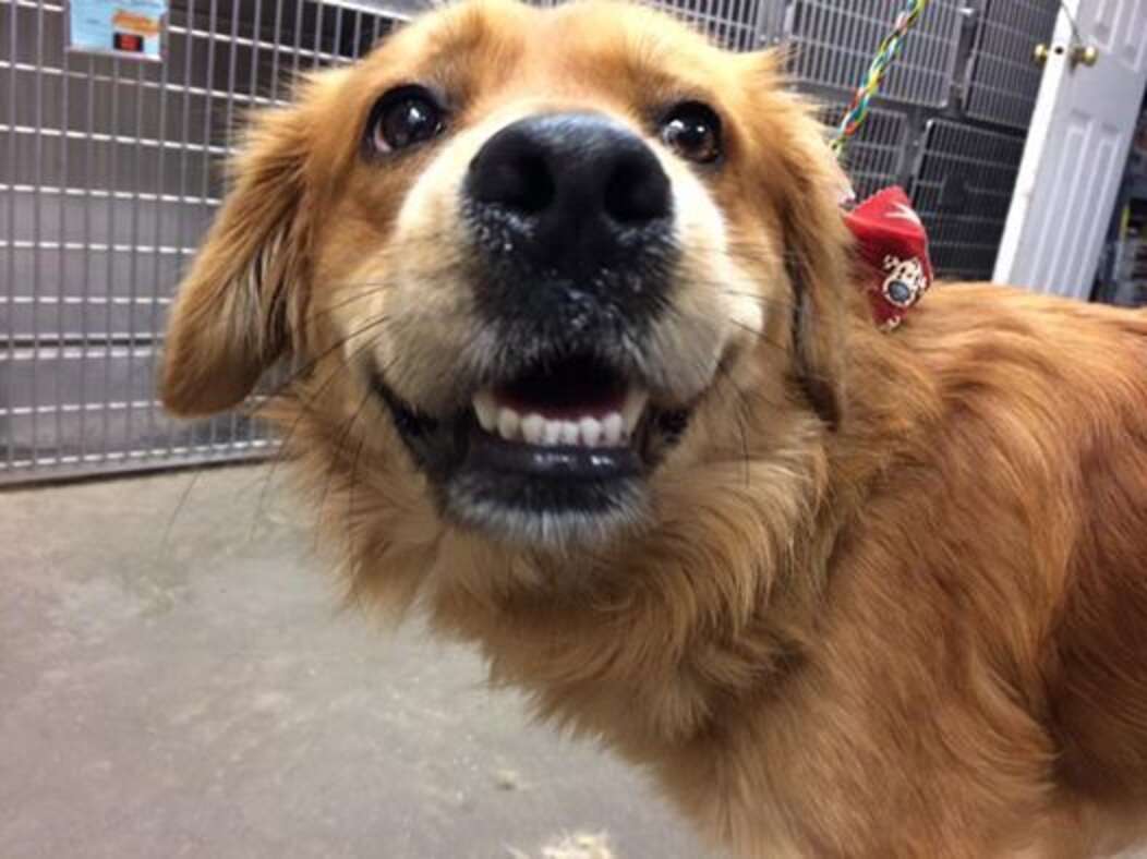 Dog Hit By Car Waited In The Snow For Someone To Save Him