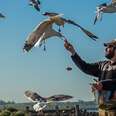 Every Morning This Man Feeds Seagulls Leftovers From Berkeley Restaurants