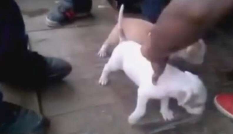 Pitbull best sale puppies fighting