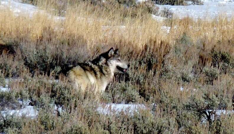 A Tribute to 06, the Smart and Strong Alpha Wolf of the Lamar Canyon ...