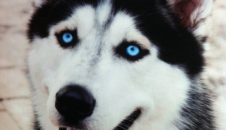 How My Husky Steel Became An Internet Star The Dodo