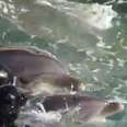 Baby Dolphin Is Taken From His Mom So He Can Live In A Tank