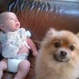 How One Pomeranian and A Baby Became Adorably Photogenic Besties
