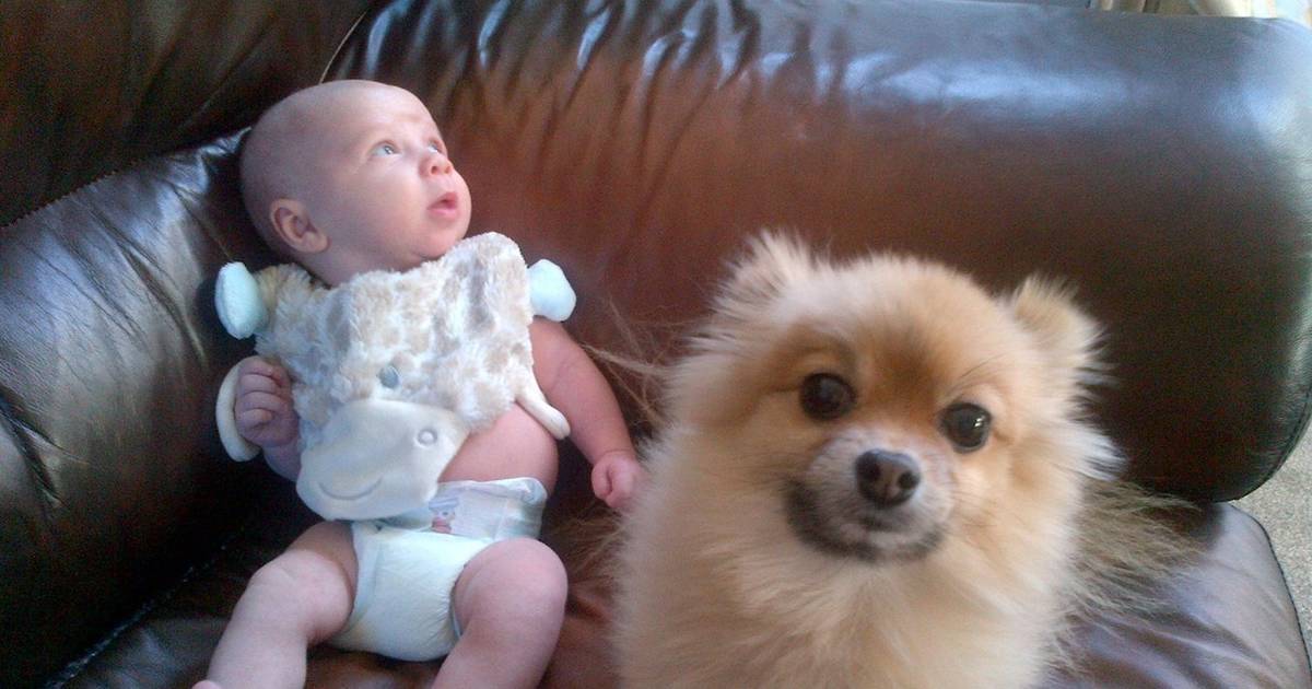 Pomeranian cheap and baby