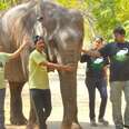 First Elephant Tastes Freedom Under India's Animal Circus Ban