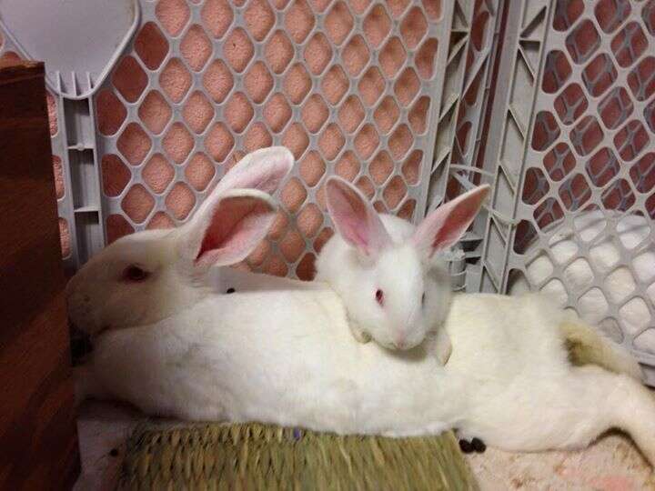 Bunnies Forced Into Painful Lab Tests Finally Learn What Love Feels ...