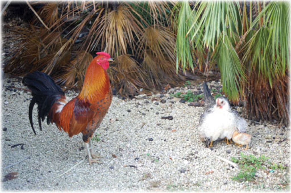 Stop the Cruel Roundup and Gassing of Feral Chickens in Honolulu - The Dodo