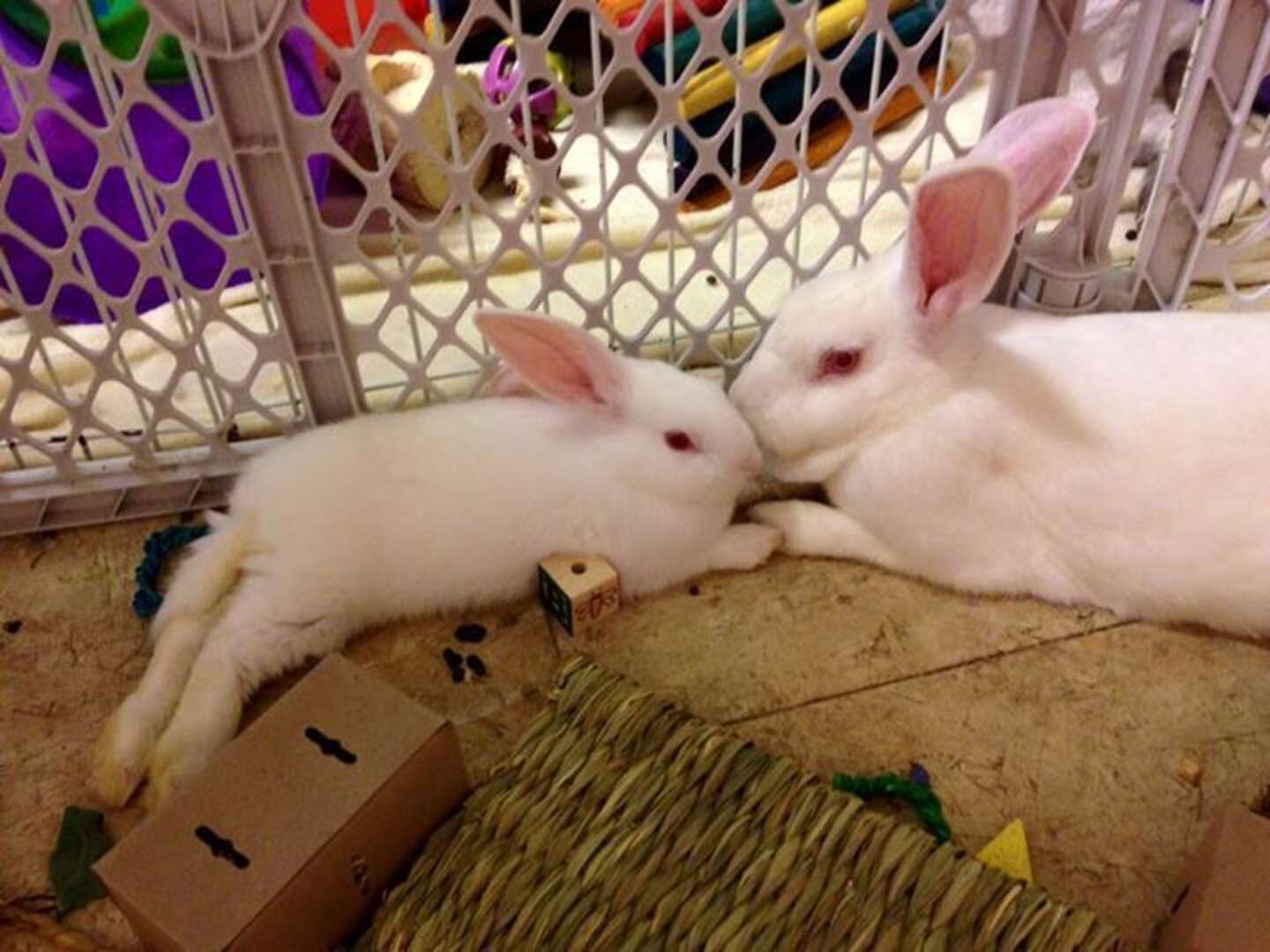 Bunnies Forced Into Painful Lab Tests Finally Learn What Love Feels ...