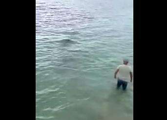 Man Wades Out To Help Confused Whale Back To Sea - The Dodo