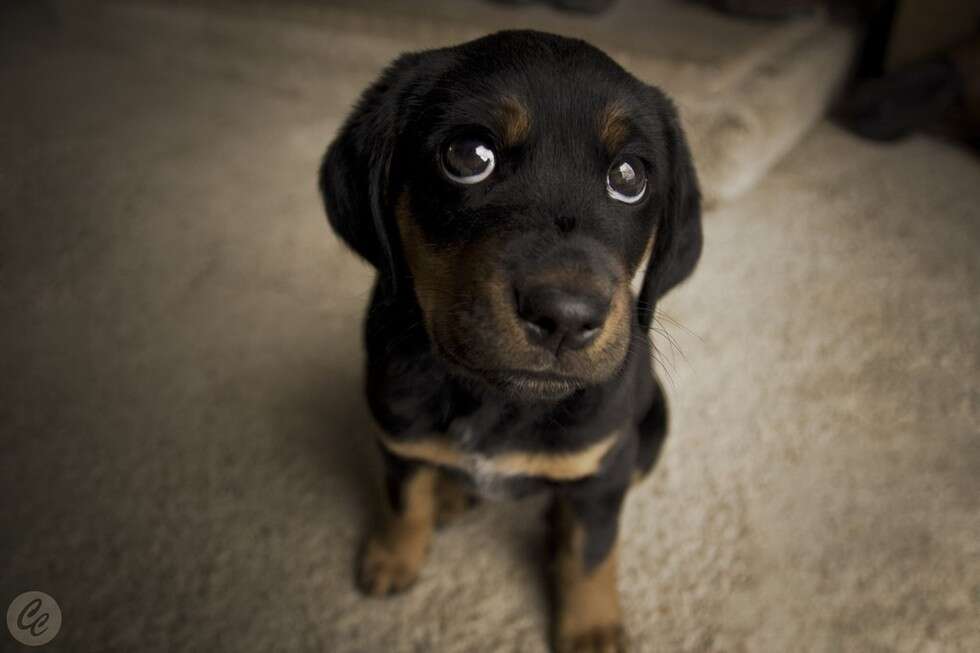 Innocent Puppy Eyes