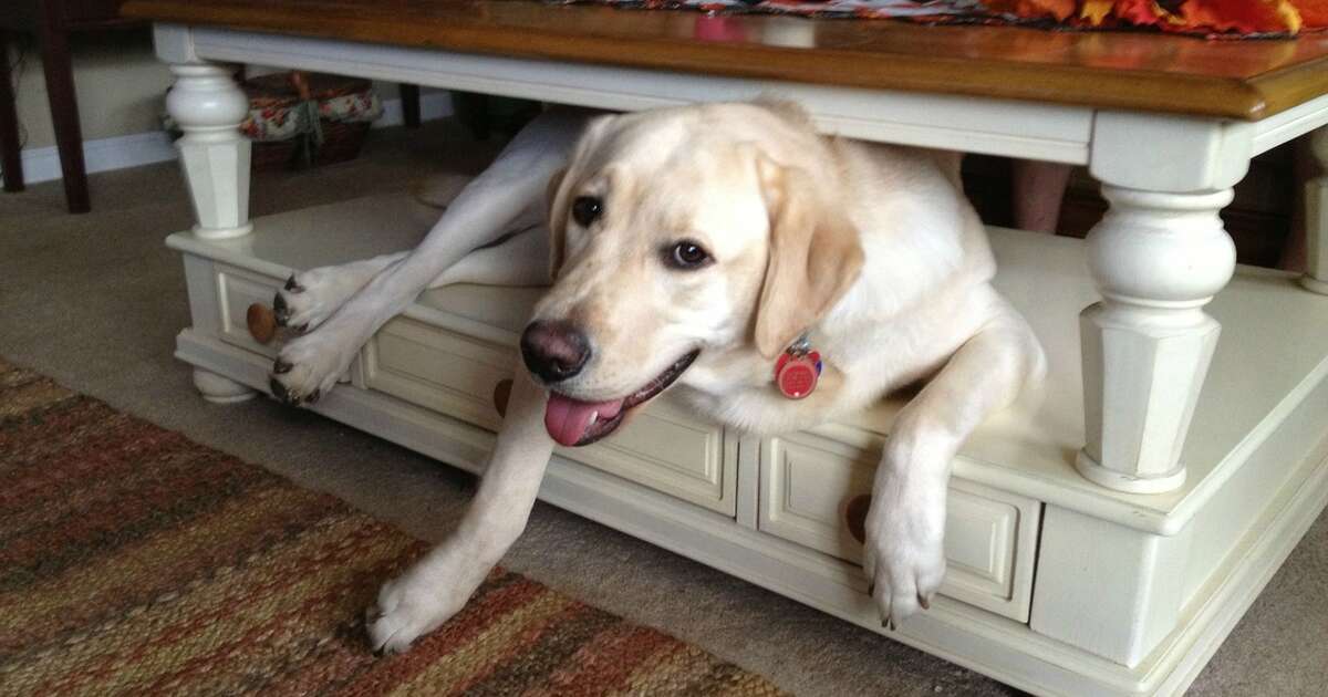 9 Big Dogs Who Think They're Small Dogs The Dodo