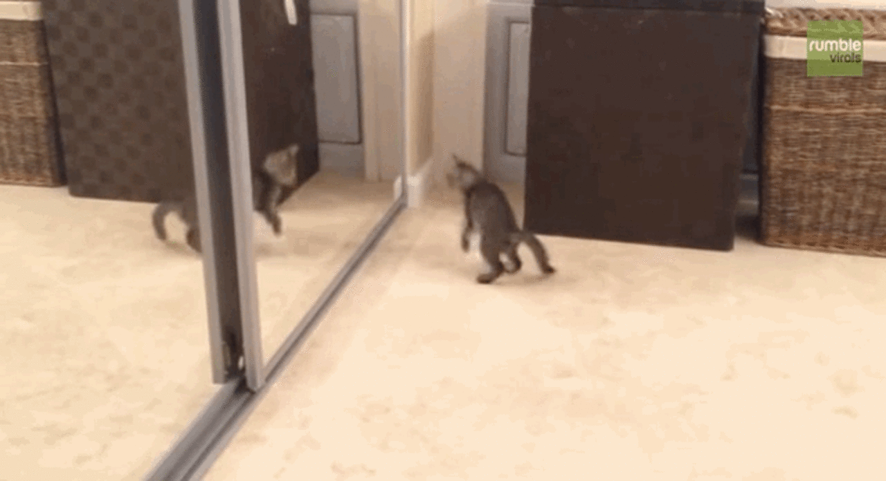 Tough Kitten Battles Ultimate Enemy: His Own Reflection - The Dodo