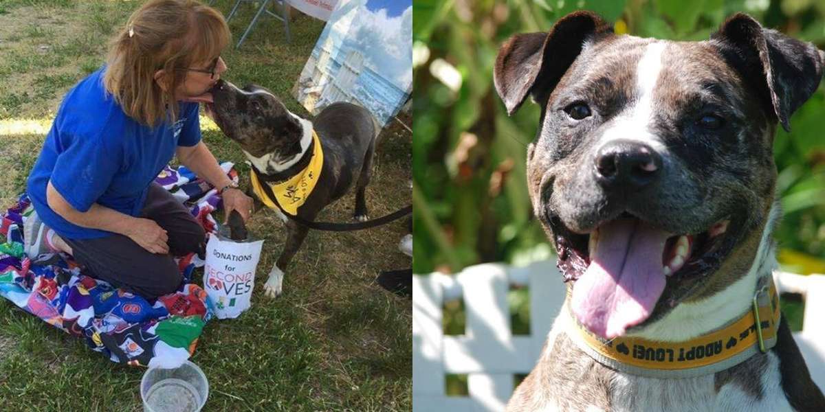 Dog Still Smiles Even After Waiting 1,265 Days At The Shelter The Dodo
