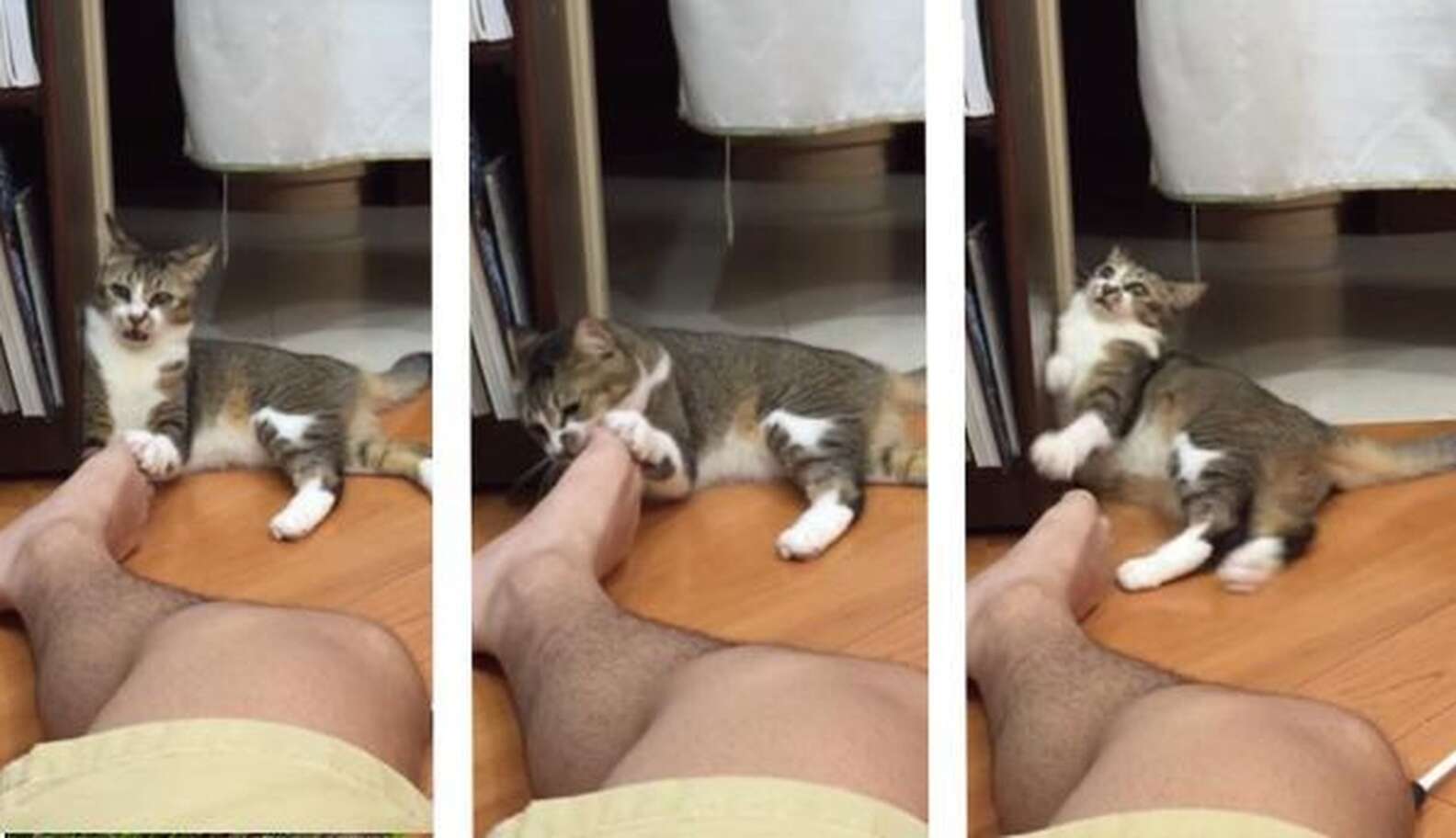 Cat Licks Man's Foot, Realizes He's Made Worst Mistake Ever The Dodo