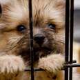 Major City Bans Sale Of Dogs And Cats In Stores