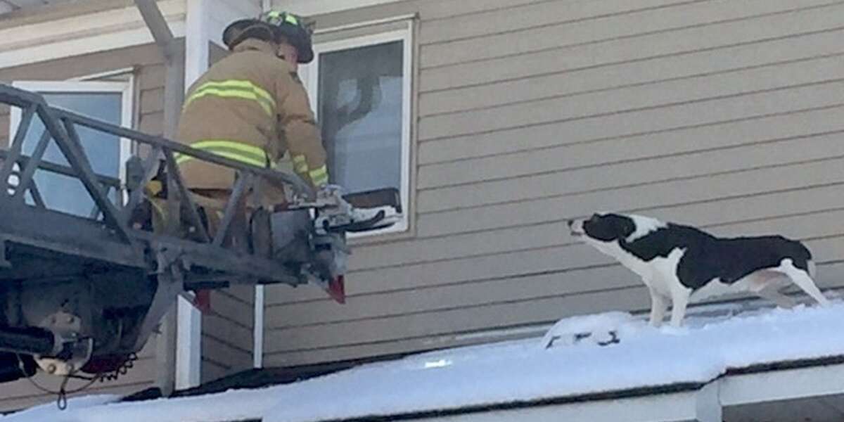 Dog Climbs Onto The Roof Of His House All By Himself - The Dodo