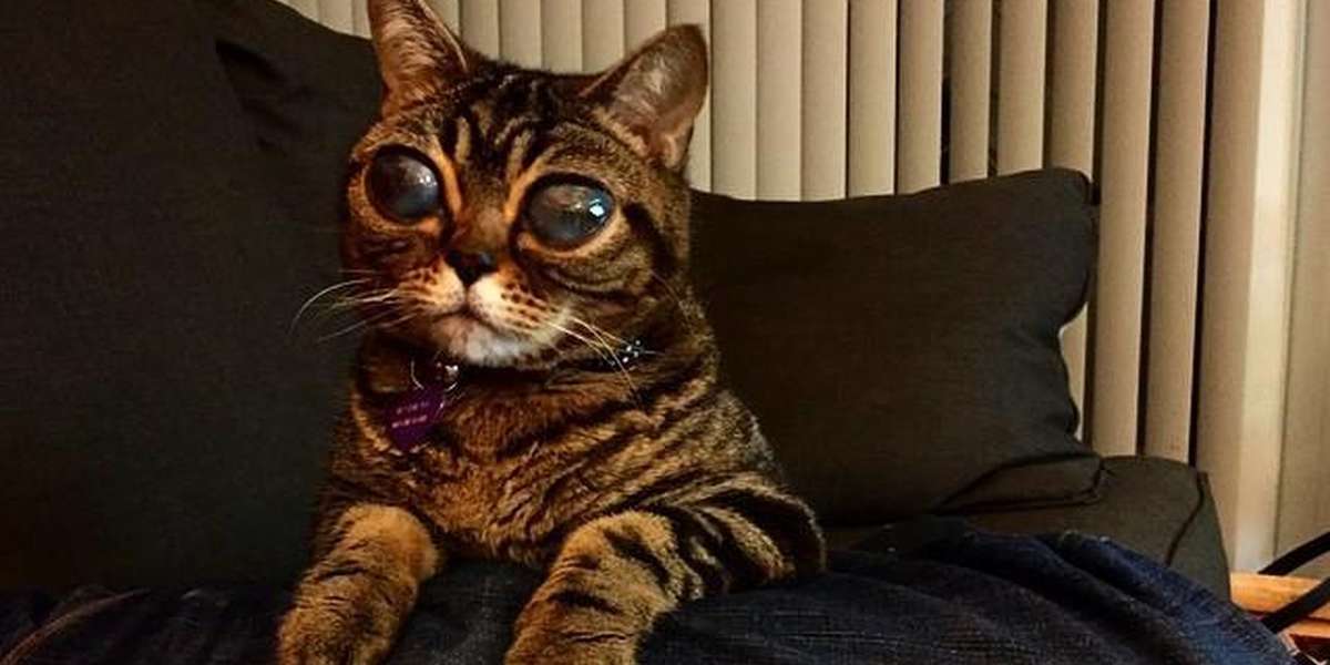 Mystery Surrounds Cat With Really Enormous Eyes - The Dodo