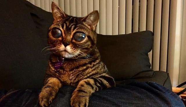 Mystery Surrounds Cat With Really Enormous Eyes The Dodo