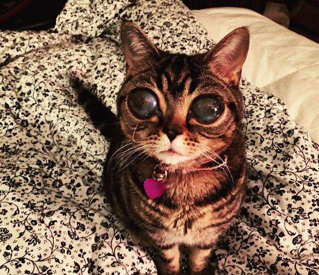 Mystery Surrounds Cat With Really Enormous Eyes The Dodo