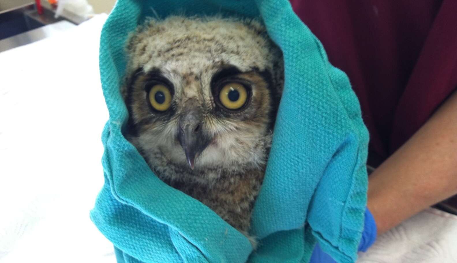 Rescued Baby Owls Adorably Gain Strength In Towel Burritos - The Dodo