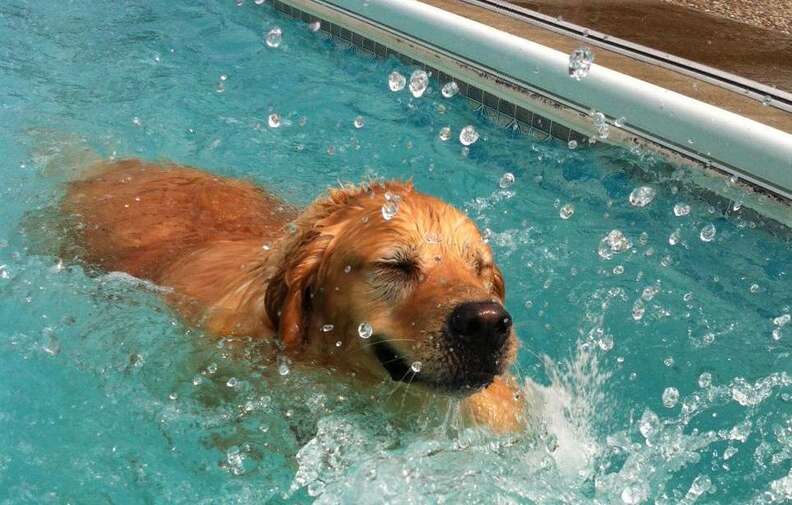 Dog Bowl Pools : big dog bowl