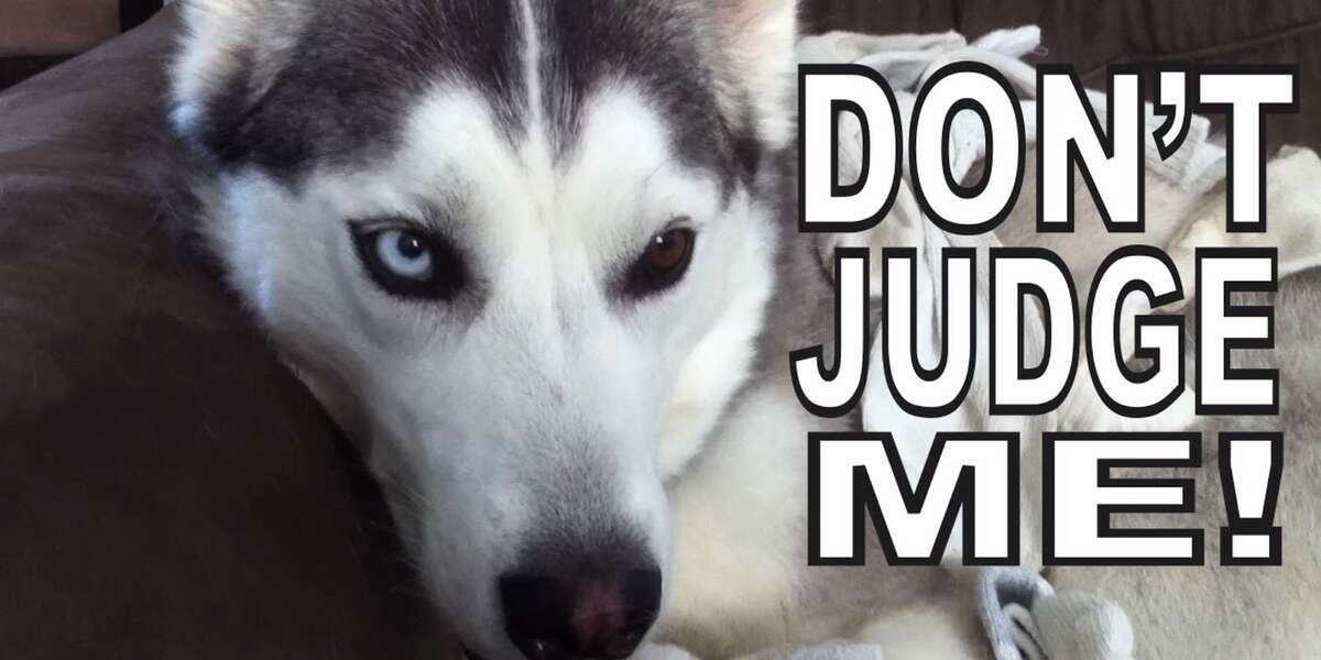 Dogs Like Socks by PSYCHOSTICK [Official] "I'm a dog and I like socks